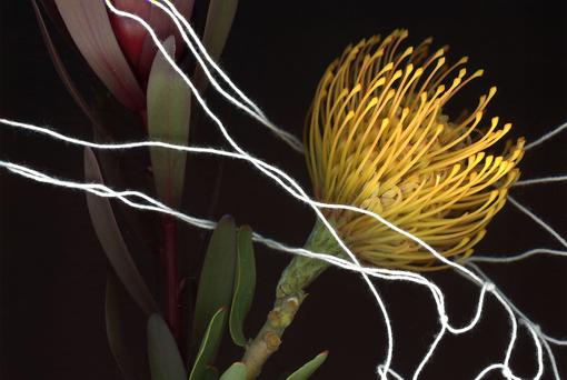 Photo of yellow exotic plant against black background, white threads stretched around the plant