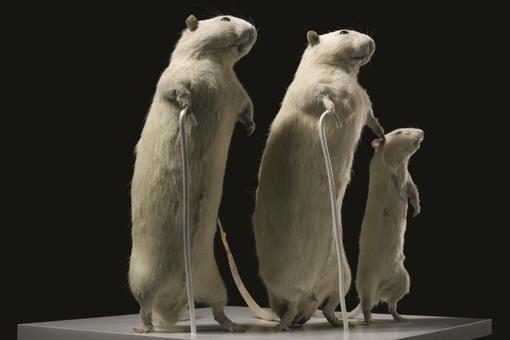 The photo shows three white rats against a black background. The rats are standing upright and holding small white walking sticks in each of their right hands