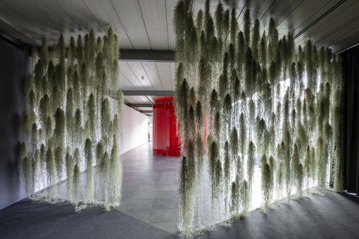 Exhibition view: in the foreground two green curtains that seem to be composed of individual tufts of grass, in the background a rondeau of red translucent plastic