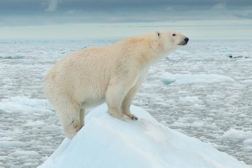 The photo shows a polar bear on an ice floe in the Arctic