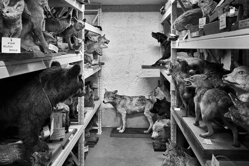 Black and white photo of a room in the museum's depot filled with numerous animal specimens of wolves, foxes, dogs, etc.