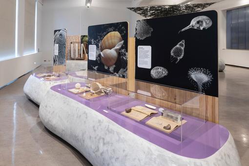 Exhibition view: various display objects e.g. sea snails in showcases above photos and texts